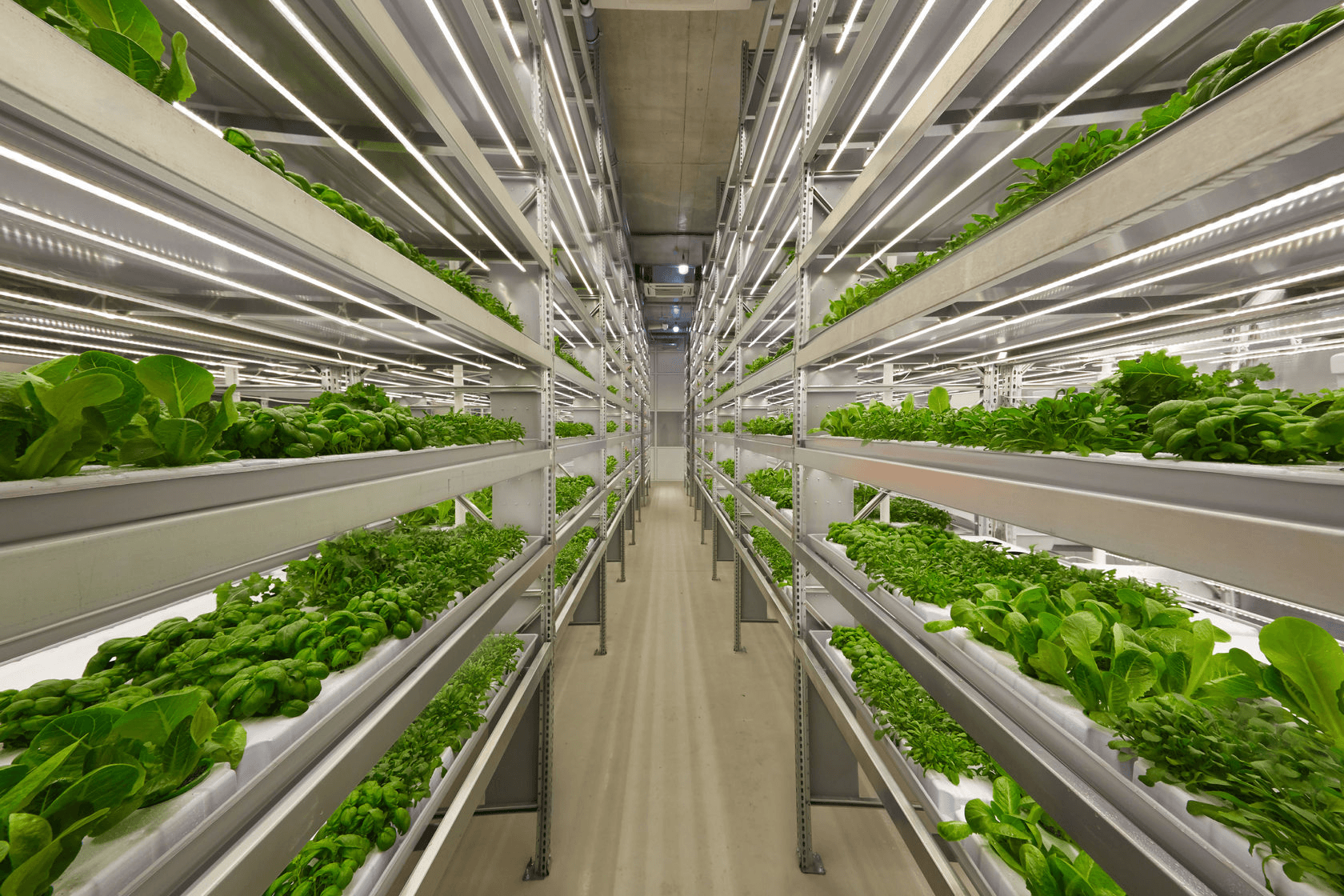 Interior of a commercial vertical farm with rows of leafy greens growing under LED lighting on multi-level metal racks